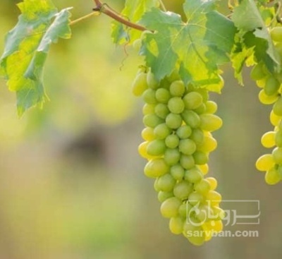 فروش انگور