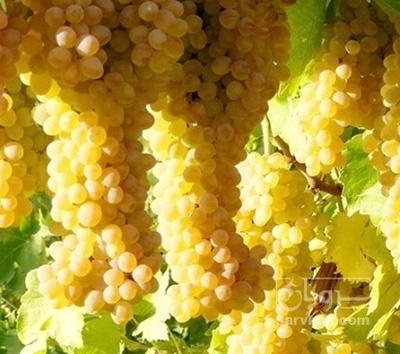 فروش انگور