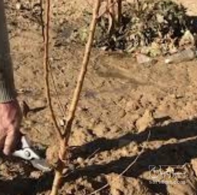 فروش نهال شلیل
