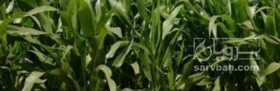 فروش چاپر ذرت - سیلاژ ذرت