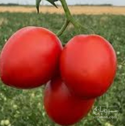 فروش گوجه فرنگی