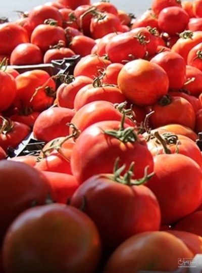 فروش گوجه فرنگی