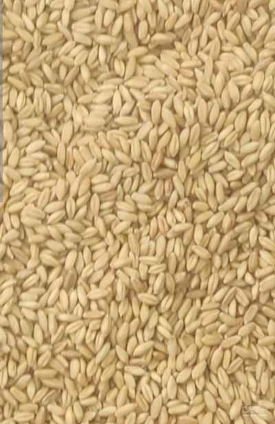 فروش گندم