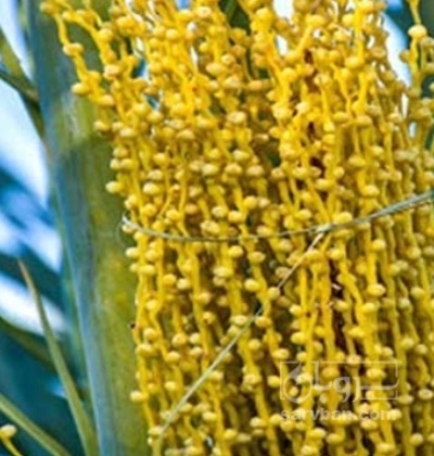 فروش عرق تارونه