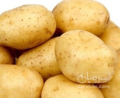 فروش سیب زمینی بذری