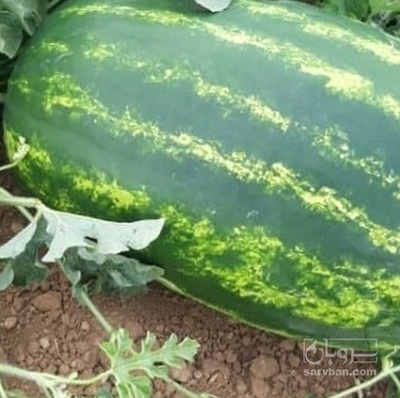 فروش هندوانه بیضی