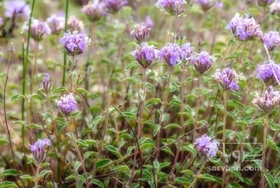 فروش کاکوتی (گیاه‌ دارویی)