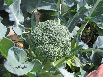 فروش کلم بروکلی
