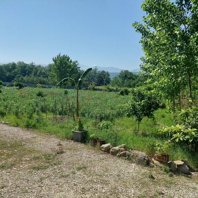 فروش باقلا تازه - باقالی - باقالا