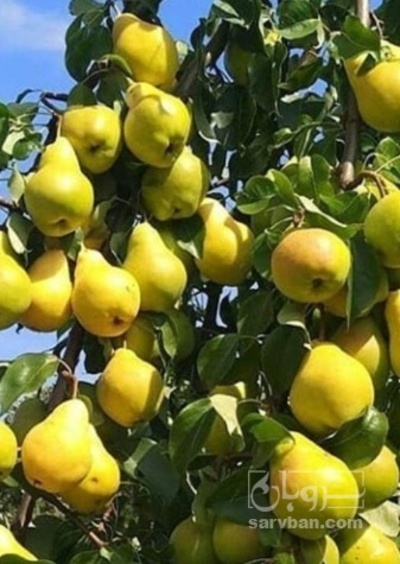 فروش گلابی