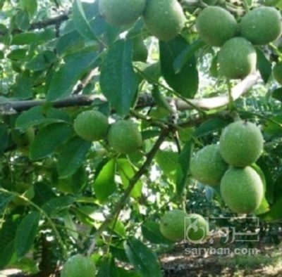 فروش گردو