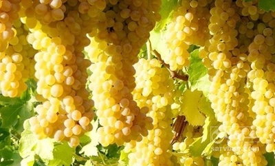 فروش انگور