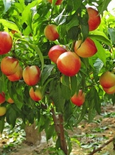 فروش شلیل
