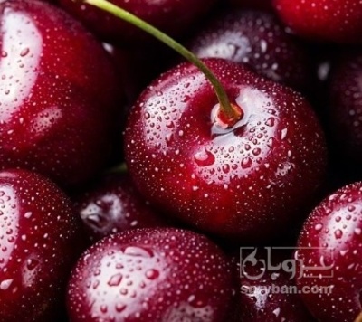 فروش گیلاس