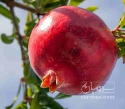 فروش انار