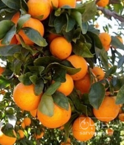 فروش نارنگی