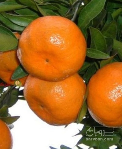 فروش نارنگی ژاپنی