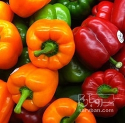 فروش فلفل دلمه ای