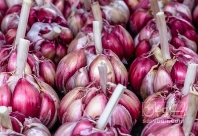 فروش سیر قرمز