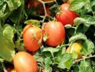 فروش گوجه فرنگی