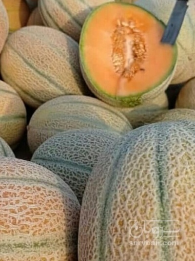 فروش خربزه جانا