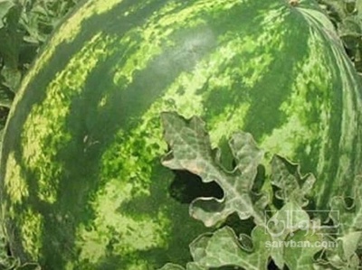 فروش هندوانه گرد