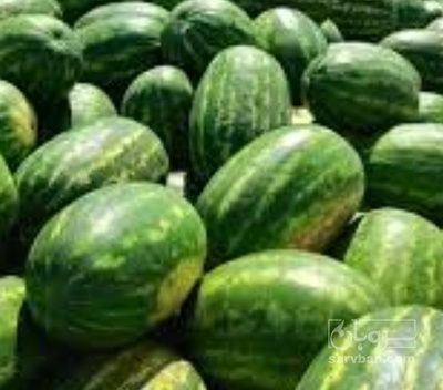 فروش هندوانه بیضی