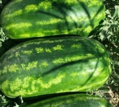 فروش هندوانه بیضی