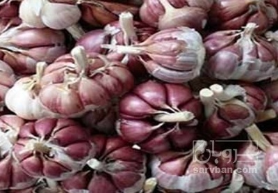 فروش سیر قرمز