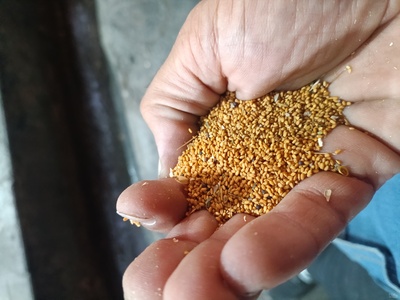 فروش کاملینا (کتان‌کش)