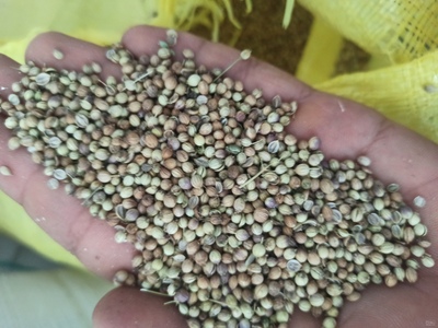 فروش بذر شنبلیله