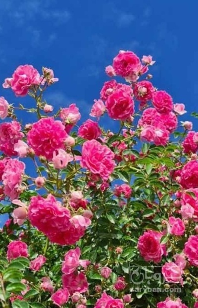 فروش گل محمدی (گیاه‌ دارویی)