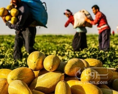 فروش خربزه