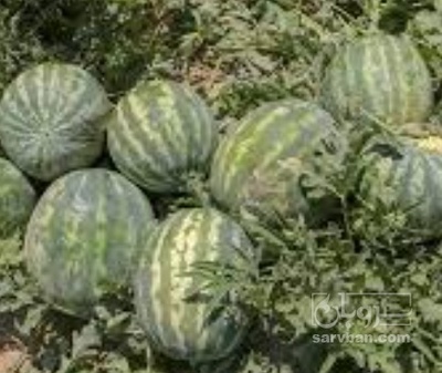 فروش هندوانه