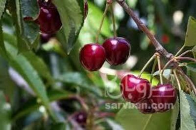 فروش گیلاس