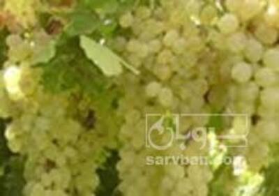 فروش انگور
