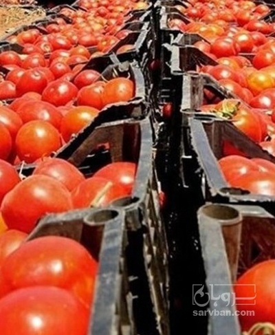 فروش گوجه فرنگی