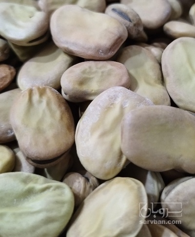 فروش باقلا تازه - باقالی - باقالا