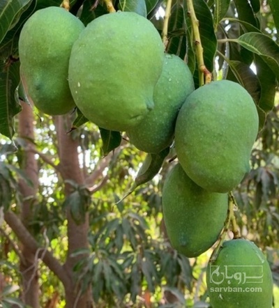 فروش انبه کال