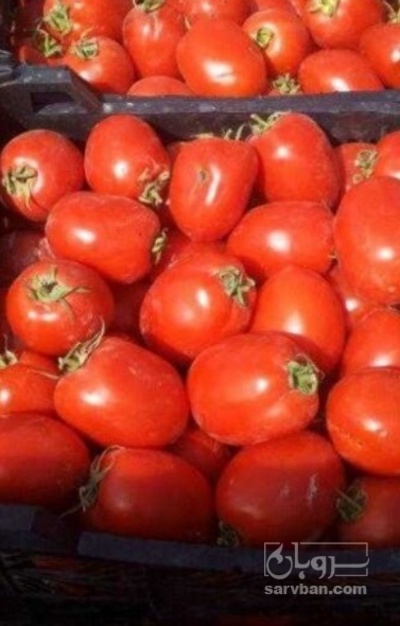 فروش گوجه فرنگی