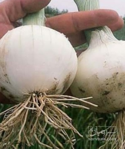 فروش پیاز سفید
