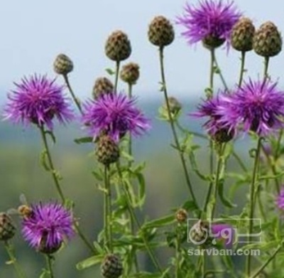 فروش خار مریم (گیاه‌ دارویی)