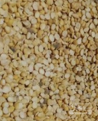 فروش نخود کفتری - لپه