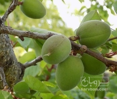 فروش زردآلو هکتاری