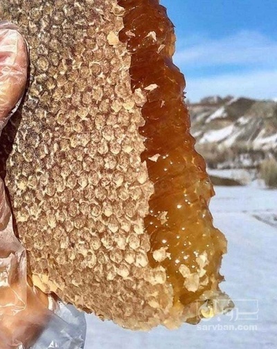 فروش عسل سبد کوهی