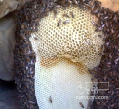 فروش عسل وحشی صخره ایی