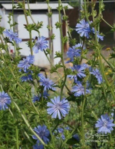 فروش کاسنی (گیاه‌ دارویی)