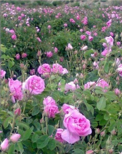 فروش گل محمدی (گیاه‌ دارویی)