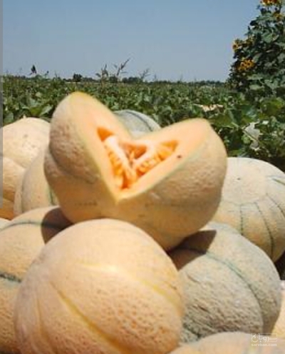 فروش طالبی