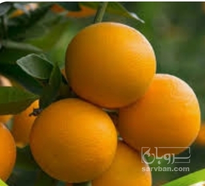 فروش پرتقال محلی